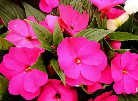 Fleurs d'impatient