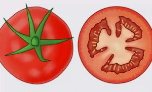 Produire ses propres graines, C'est un devoir Graines de tomates