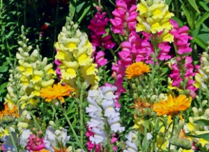 Le muflier Le muflier en fleurs