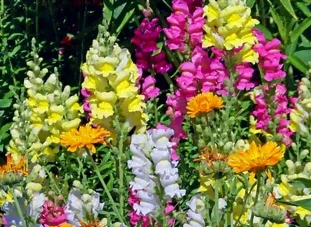 Le muflier en fleurs