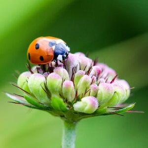 ladybug-1694484__340