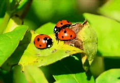 3 coccinelles sur une feuille