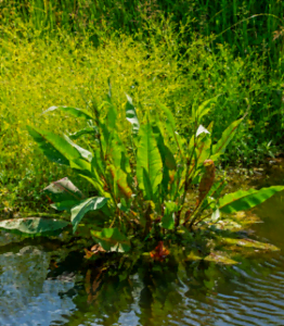 Le rumex hydrolapathum ou patience d'eau Le-rumex-hydrolapathum.bk