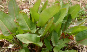 Le rumex obtusifolia Le rumex obtusifolia