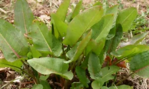 Le rumex obtusifolia Le rumex obtusifolia