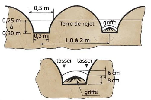 Principe de la tranchée pour les asperges