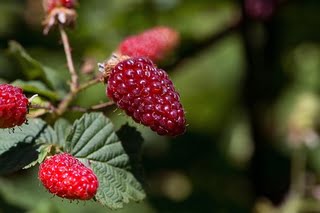 blackberries-1595463__340