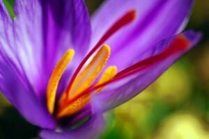 Le safran, l’or rouge Fleur de safran