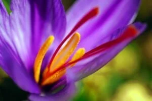 Fleur de safran
