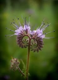 phacelia-737040__340.jpg