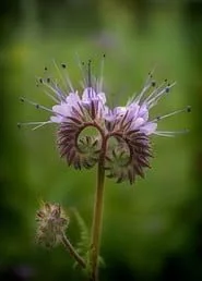 phacelia-737040__340.jpg