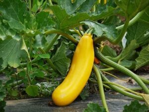 Une courgette jaune