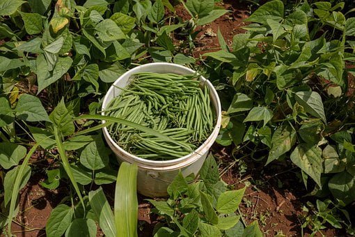 Les haricots verts