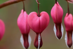 Plante coup de coeur