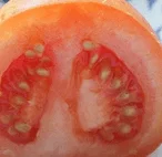 Les graines ne sont pas la propriété des multinationales Récupérer les graines de tomates