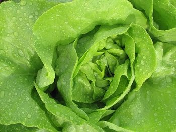 lettuce-2716575__340.jpg