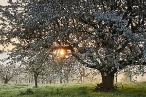 Arbres
