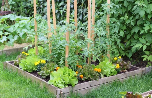 Jardin potager
