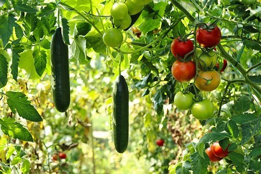 Culture de tomates et de poivrons