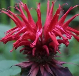 Fleur de monarde rouge