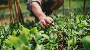 Qu'est-ce que l'agroécologie ? L’agroécologie