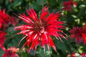 Les bienfaits sur notre santé de la monarde rouge Monarde rouge