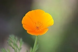 nature-3203113__340