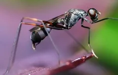 Protection contre les ravageurs La fourmis