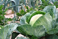 cabbage-2633033__340.jpg