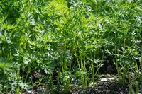 Carottes en pleine terre