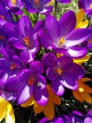 flowers-2536451__340.jpg