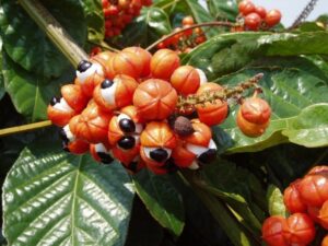 Vers un terrain propre Stratégie minceur raisonnée !! GUARANA