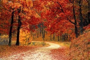 Carnaval d’articles: La nature et vous !! Forêt en automne