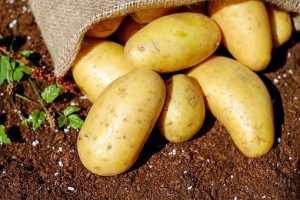 Cultivez des pommes de terre