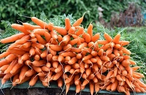 Bottes de carottes