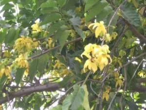 Une huile essentielle contre le marasme de l’hiver : L’ylang-ylang de Madagascar ylang