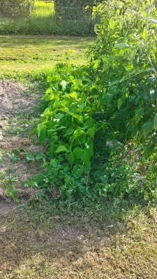 Des haricots