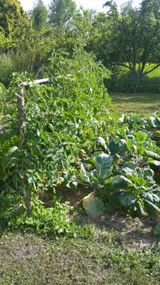 Tomates à côté des choux