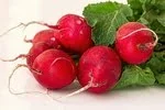 radish-1537141__340