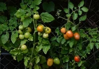 tomatoes-1583145__340