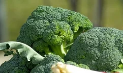 vegetables-673181__340.jpg
