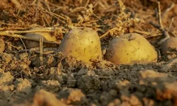Tubercules apparaissant sous le paillage
