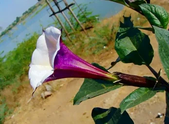 Fleur de datura