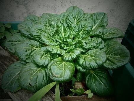 L'épinard, un légume d'hiver
