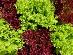 Salades frisées vertes et pourpres
