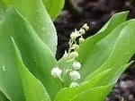 Le muguet : Les belles clochettes du mois de mai ! muguet