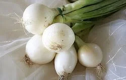 Oignions blancs