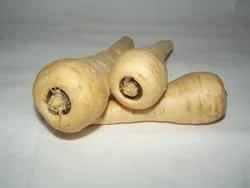 Panais