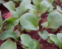 Culture de roquette