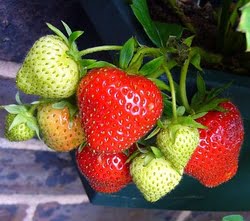 Fraises